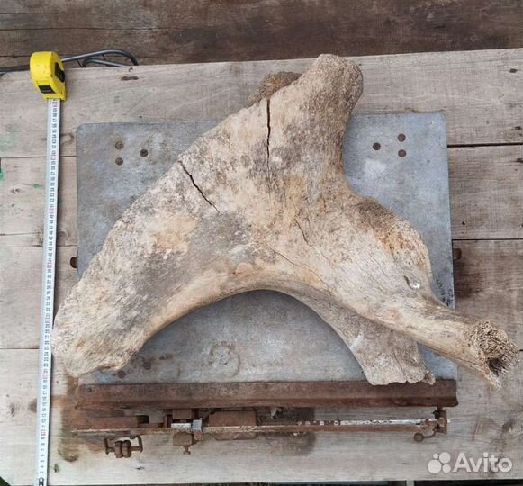 Тазовая кость мамонта