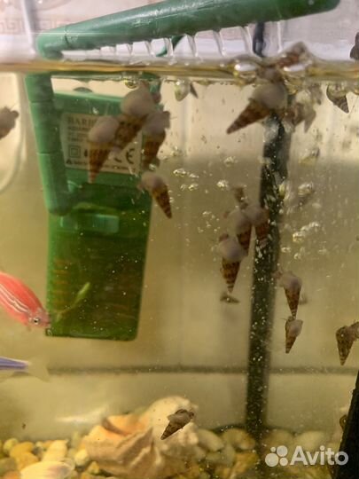 Улитки мелании