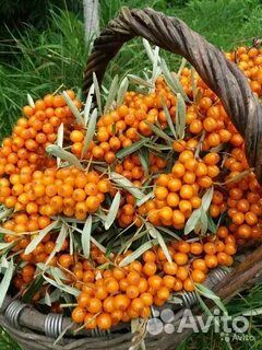 СНТ облепиха 300