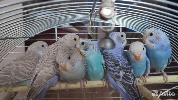 Волнистый попугай ручной