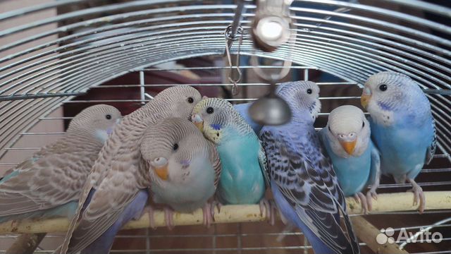 Волнистый попугай ручной