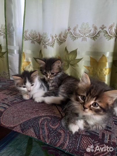 Сибирская кошка бесплатно