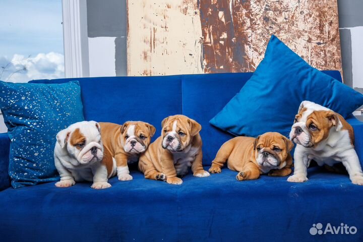 Рыжие и красные английские котятки с доставкой