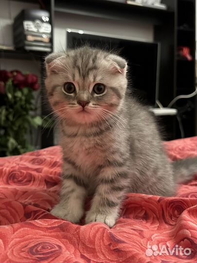 Шотландская вислоухая кошка