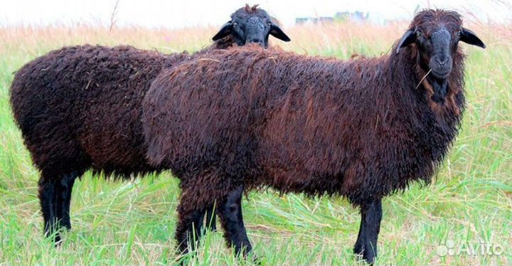 Продам баранов