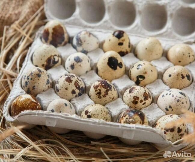 Яйца перепелиные домашние