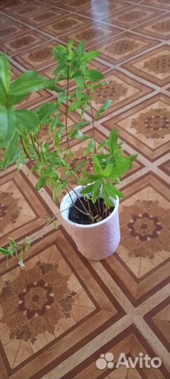 Деревце граната домашнего