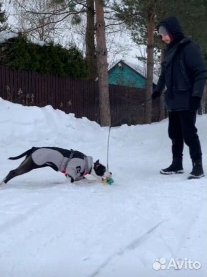 Удочка игрушка для собак