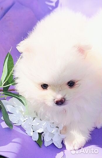 Щенки шпица