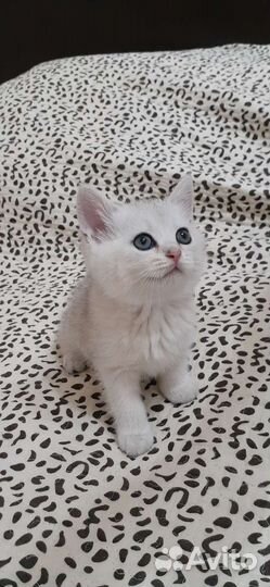 Британская шиншилла