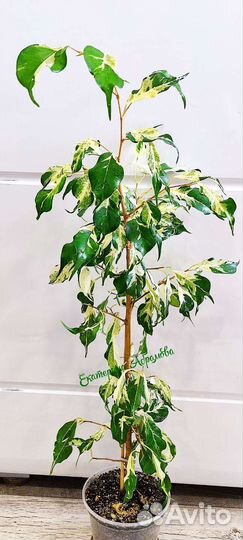 Фикусы сортовые