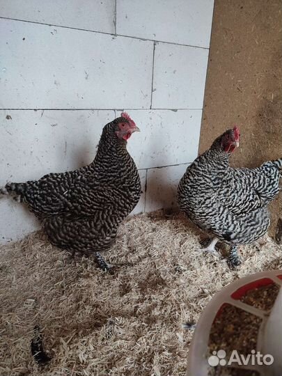 Инкубационное яйцо, цыплята Мехеленской кукушки