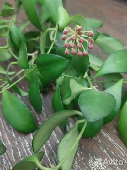 Хойи мелколистные 2