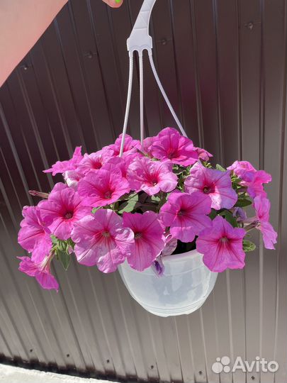 Петунии ампельные