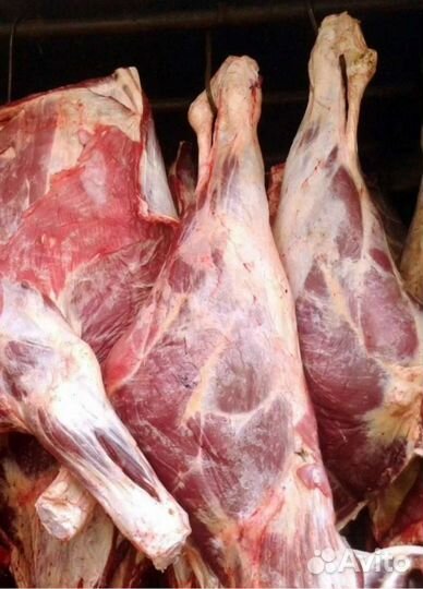 Говядина домашняя