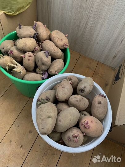 Картофель на посадку