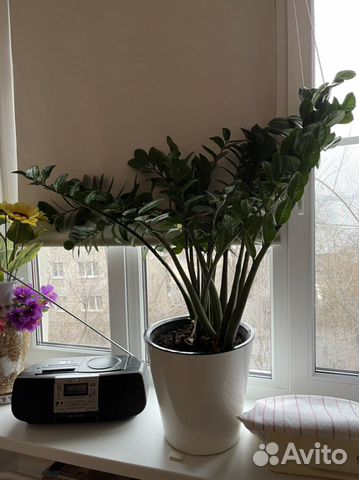 Замиокулькас огромный