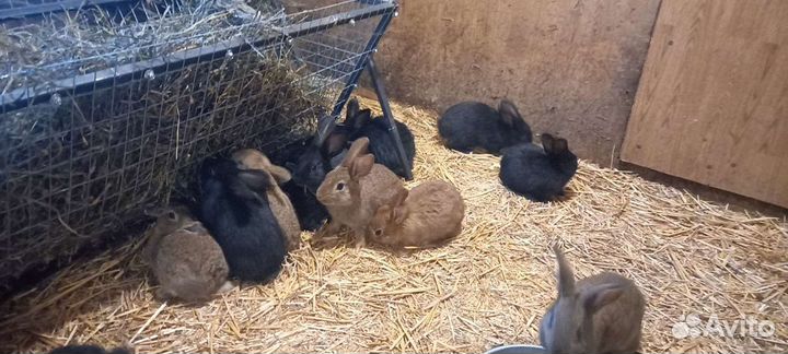 Продаются кролики мясной породы