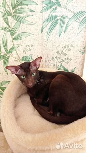 Ориентальная вязка