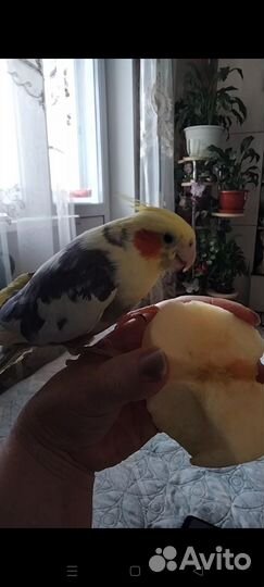 Попугай карелла