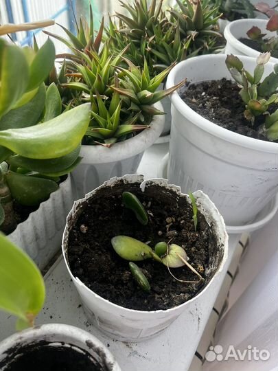 Комнатные цветы