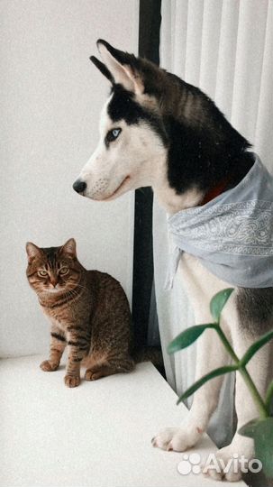 Передержка животных