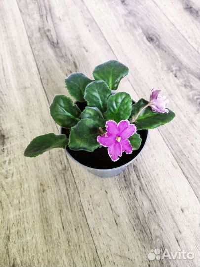 Фиалки в горшках