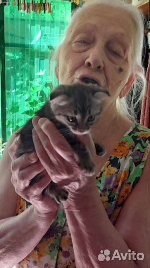 Котёнок вислоухий в любимцы