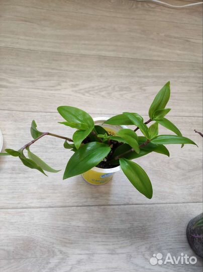 Традесканция