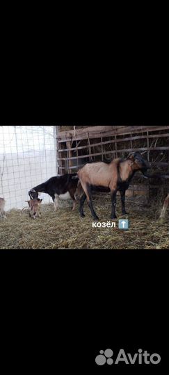 Козы, козёл