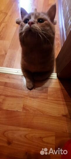 Шотландец Лева 2.5г.Паспорт.ходит в лоток