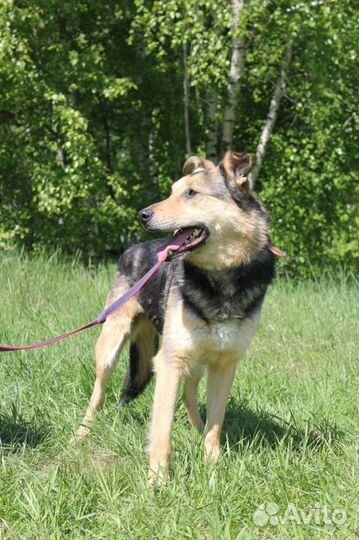 Трой пес из приюта, спаси его
