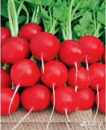 Редис, свежая зелень