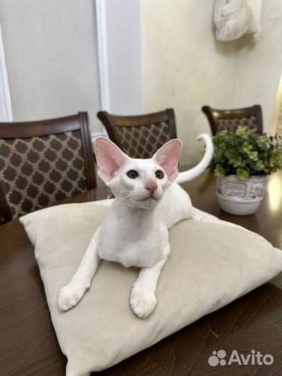 Ориентальные котята