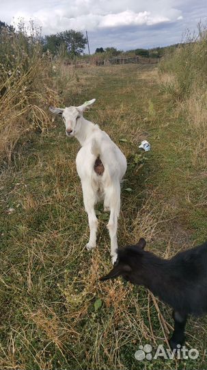 Козы стадом