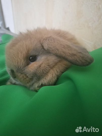 Минилоп крольчонок