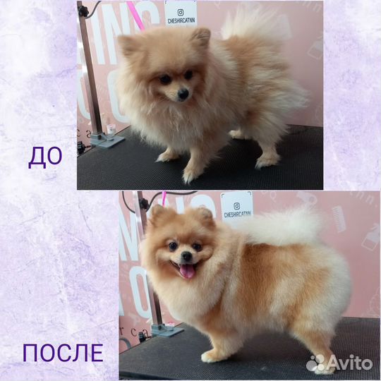 Груминг для кошек и собак с выездом на дом