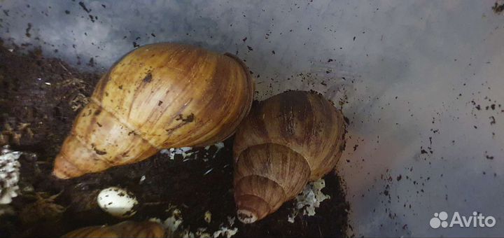 Улитки ахатины