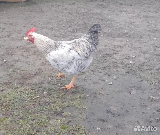 Куры петухи