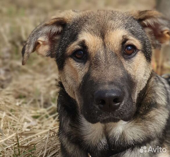 Щенок метис овчарка