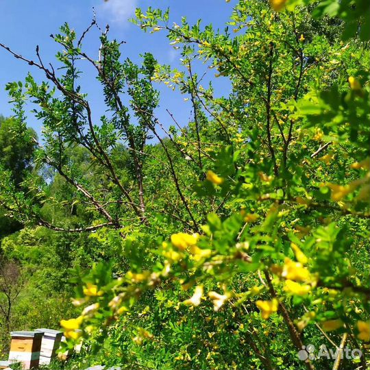 Мед акации алтайский (сбор 2023)