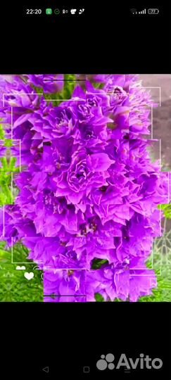 Дельфиниум гиацинтовый