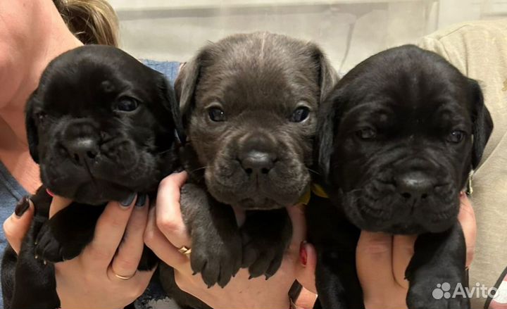 Щенки кане корсо