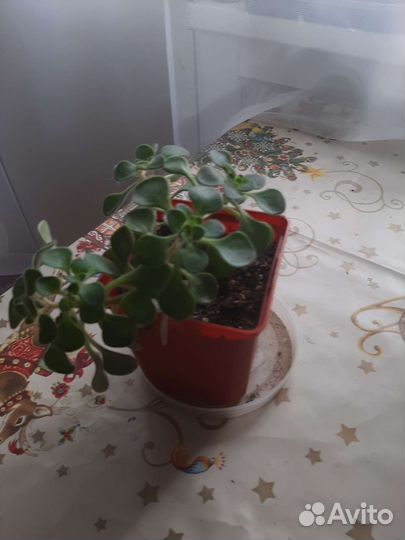 Ахоизон- дерево любви, счастья и достатка