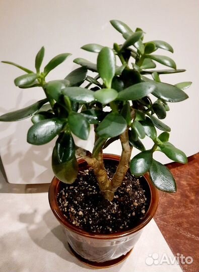 Толстянка крассула