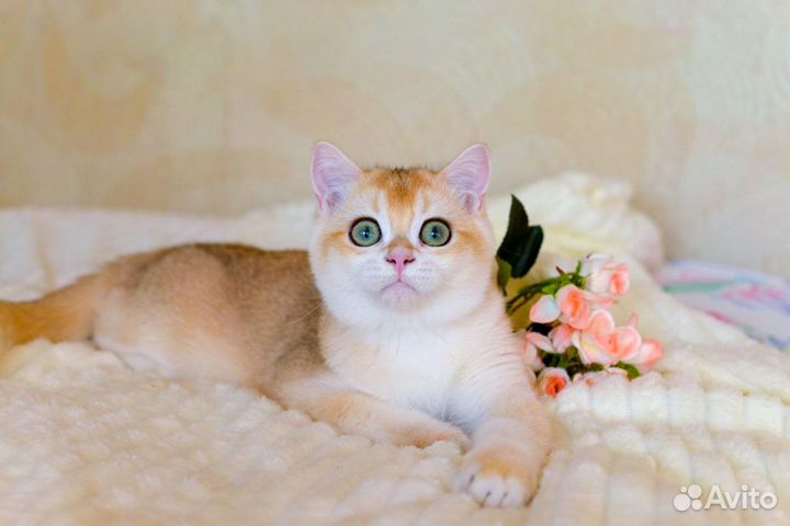 Британский мальчик