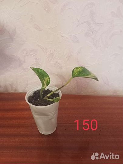 Монстера, сциндапсус,филодендрон