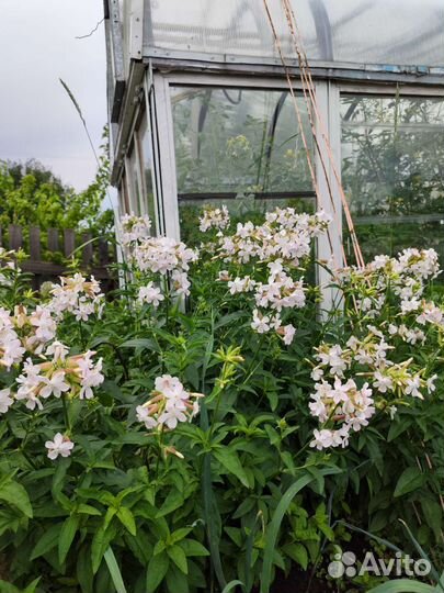 Мыльнянка лекарственная