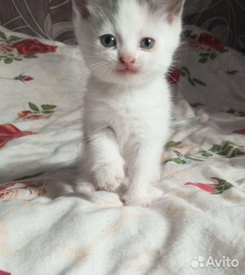 Котята в дар
