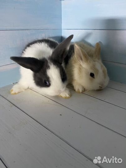 Карликовые крольчата